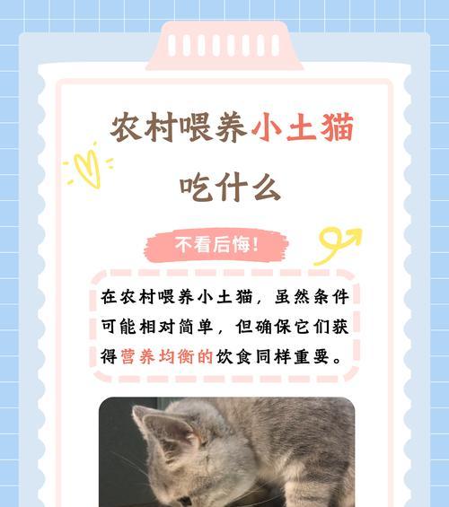幼猫狸花猫粮的正确喂养方法是什么？