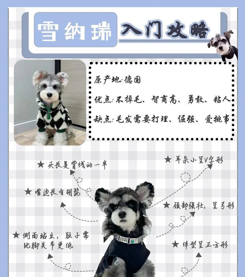 雪纳瑞品相好的需要多少钱？如何挑选？