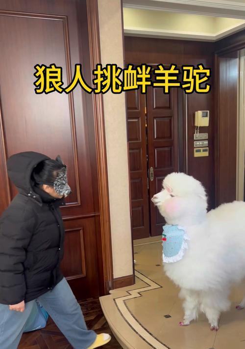 羊驼踢人后应如何处理？