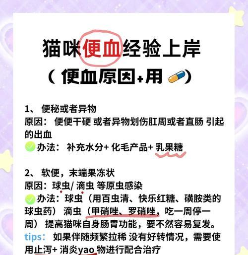 换粮后猫咪便血怎么办？如何安全过渡？