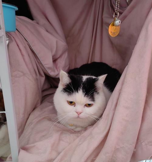 碗里没猫粮就捣乱怎么回事？这是猫咪的什么行为？