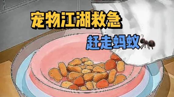 猫粮碗底出现蚂蚁的解决方法是什么？