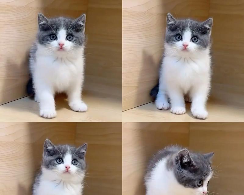 蓝白最适合什么猫粮吃？如何为蓝白猫挑选合适的猫粮？