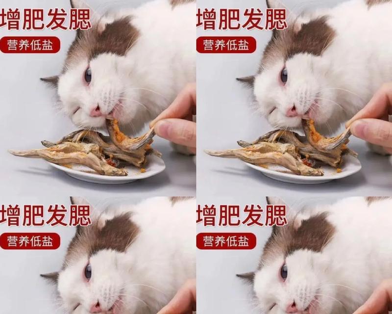 猫只吃猫粮和鱼干行吗？如何正确喂养？