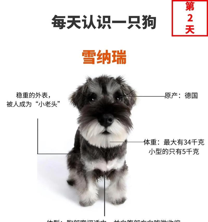 哥本哈根雪纳瑞多少钱？购买时应该注意什么？