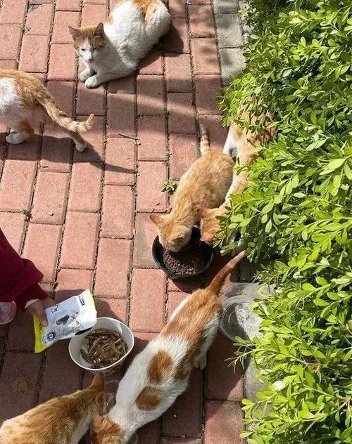 如何正确放置猫粮以喂食流浪猫？
