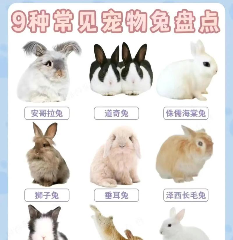猫喜欢吃兔粮吗？这是出于什么原因？