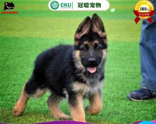 现在锤系德牧的价格是多少？