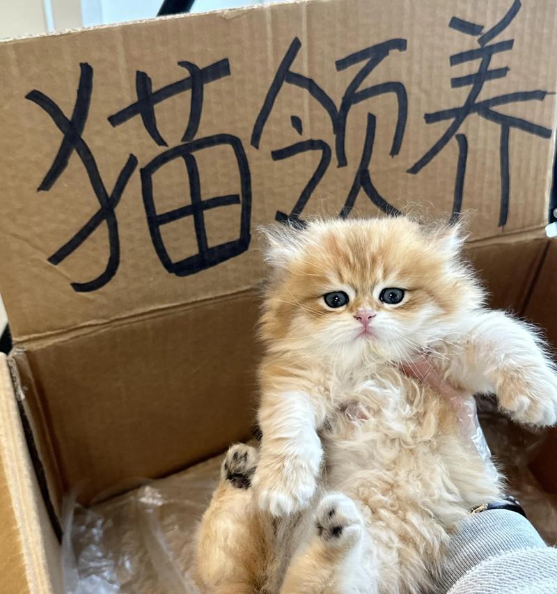 猫为何天生会使用猫砂和猫粮？