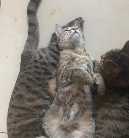 狸花猫吃猫粮容易发胖吗？原因是什么？