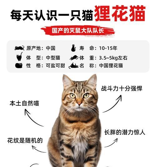 狸花猫吃猫粮容易发胖吗？原因是什么？