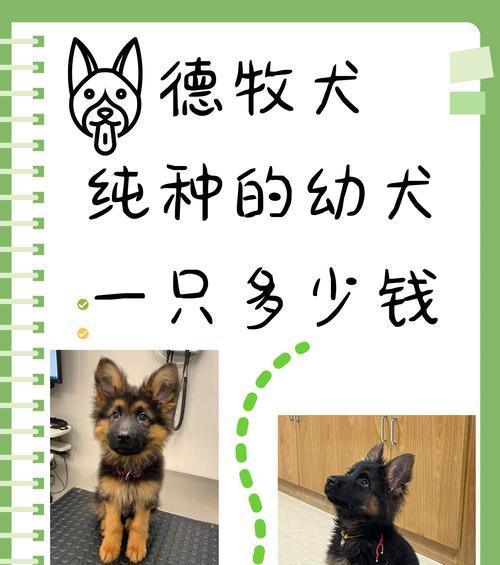 江苏出售小德牧多少钱一只？购买时的注意事项？