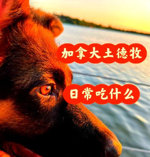 四个月大德牧的日常饮食量是多少？