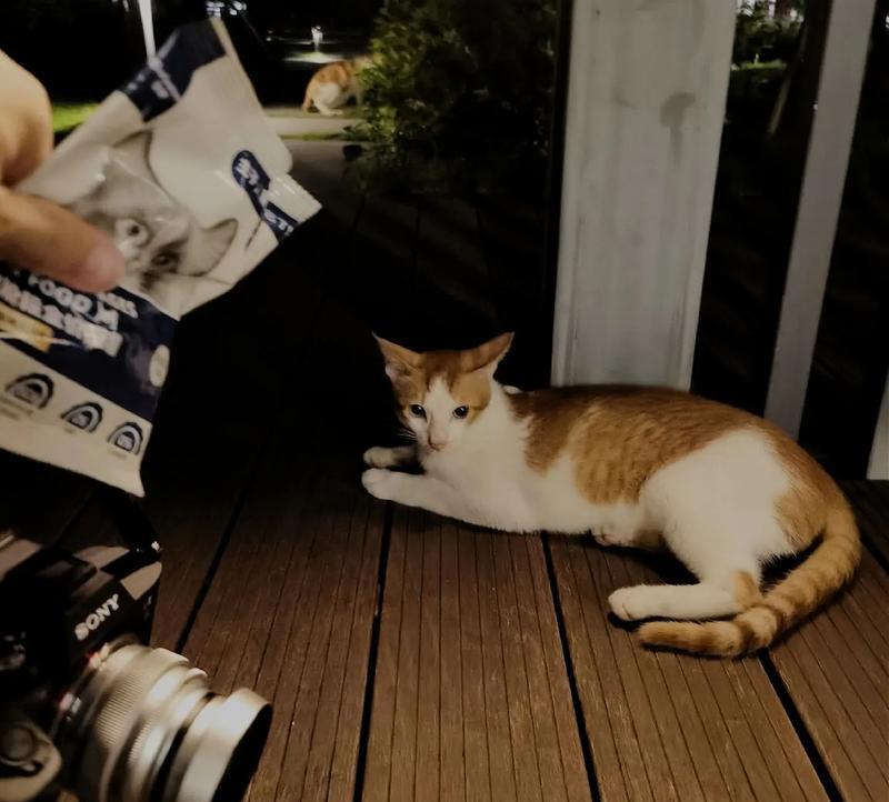 为什么流浪猫不再偷猫粮了？
