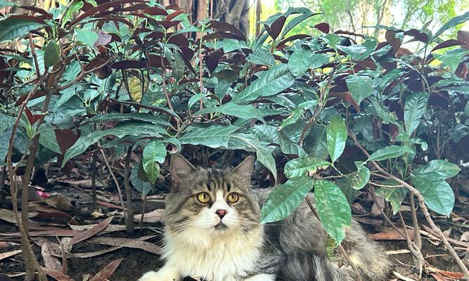 为什么流浪猫不再偷猫粮了？