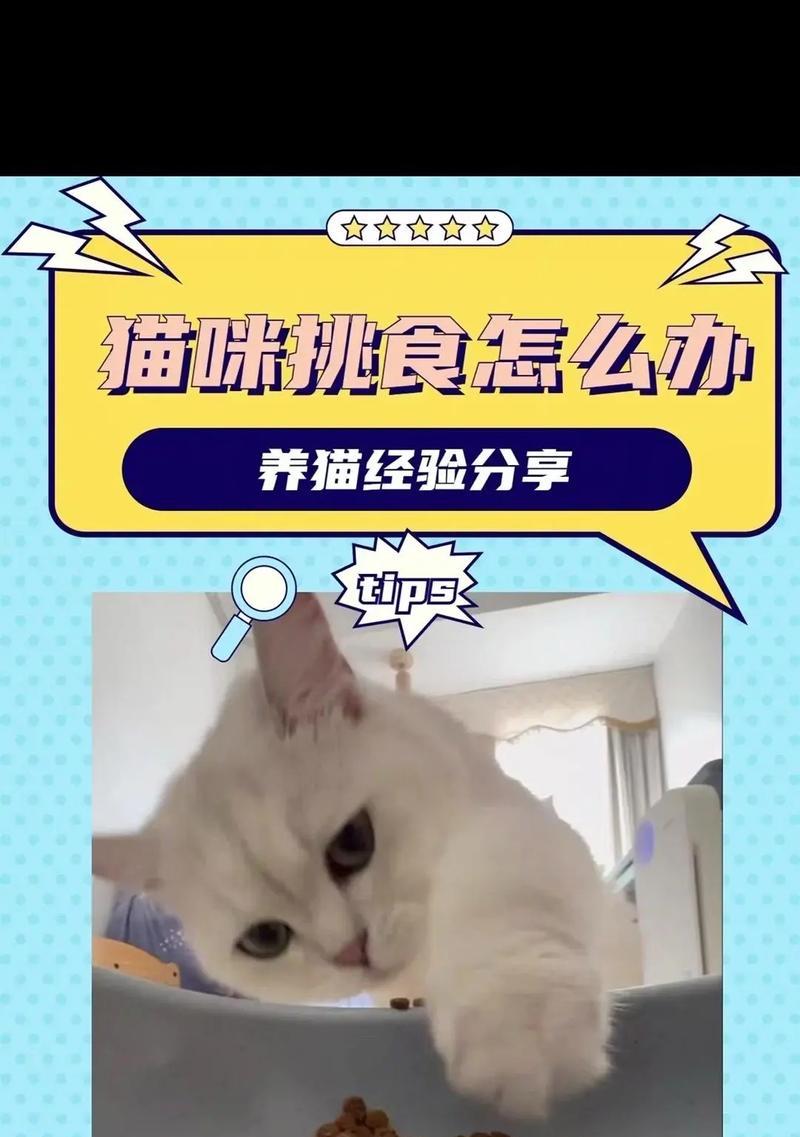 猫咪不挑食猫粮应该怎么办？