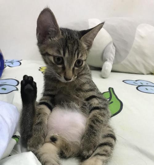 小奶猫吃猫粮后肚子变大怎么办？
