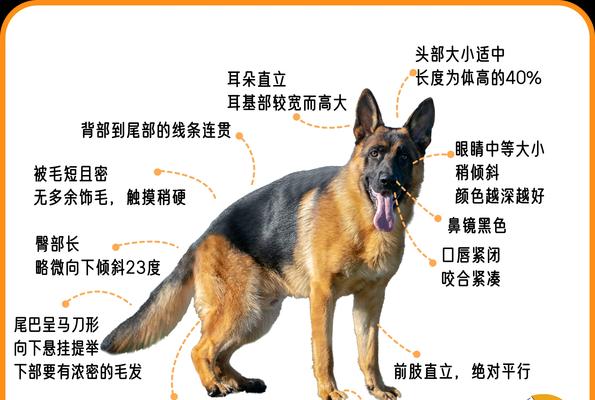 7个月大的德牧肩高标准是多少？