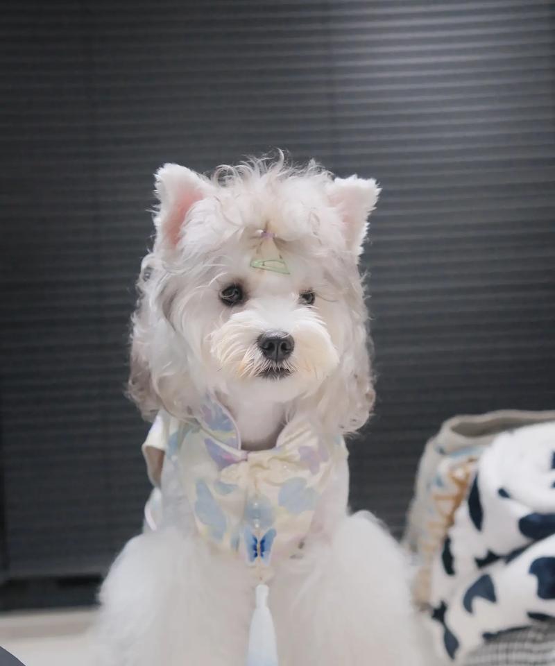 雪纳瑞衣服两斤的售价是多少？购买时应考虑哪些因素？