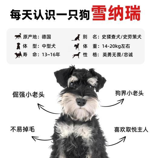 雪纳瑞衣服两斤的售价是多少？购买时应考虑哪些因素？