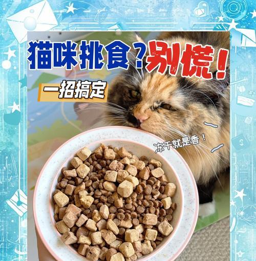 猫能吃什么代餐猫粮好一点？猫看我不吃饭给我猫粮怎么办？