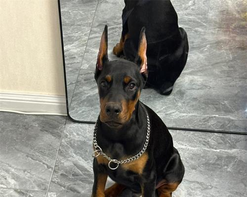 杜宾幼犬的理想狗粮摄入量是多少？
