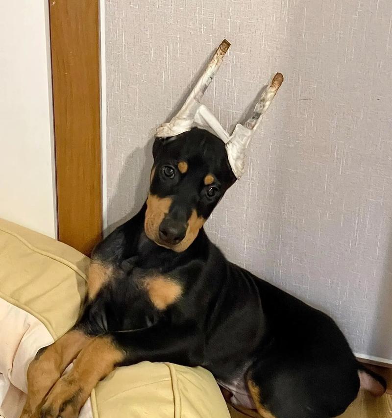 杜宾幼犬的理想狗粮摄入量是多少？