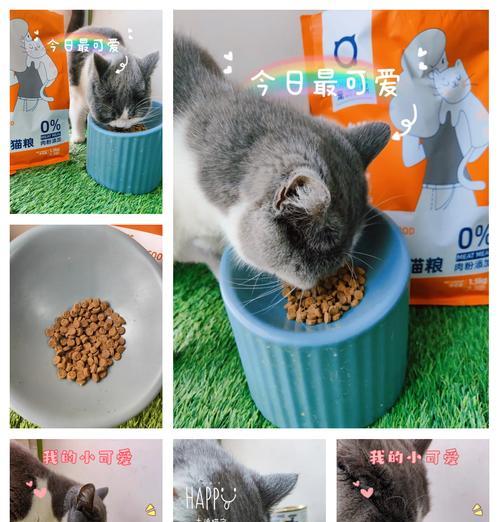 猫粮和罐头如何保存才干净卫生？有哪些储存技巧？
