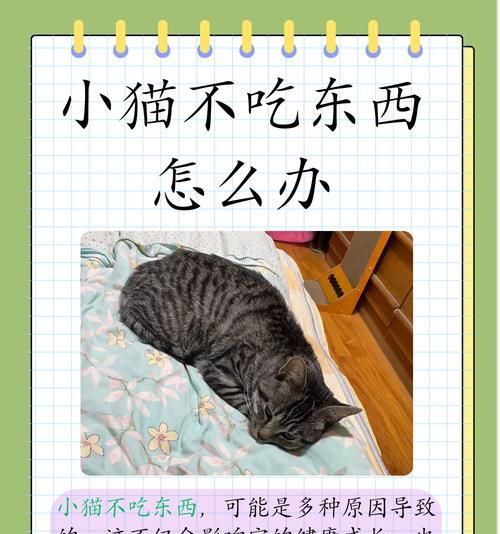 猫吃了猫粮后不吃东西应该怎么办？