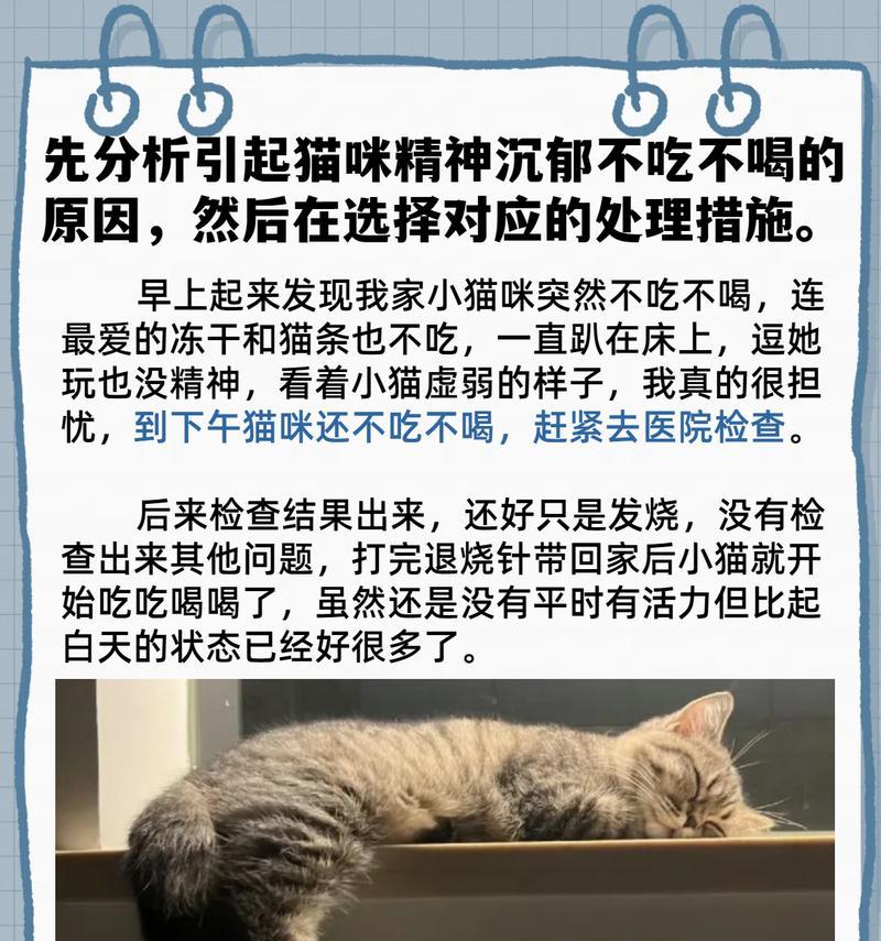猫吃了猫粮后不吃东西应该怎么办？