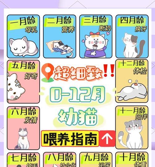 小孩喂猫粮的正确方法和注意事项？