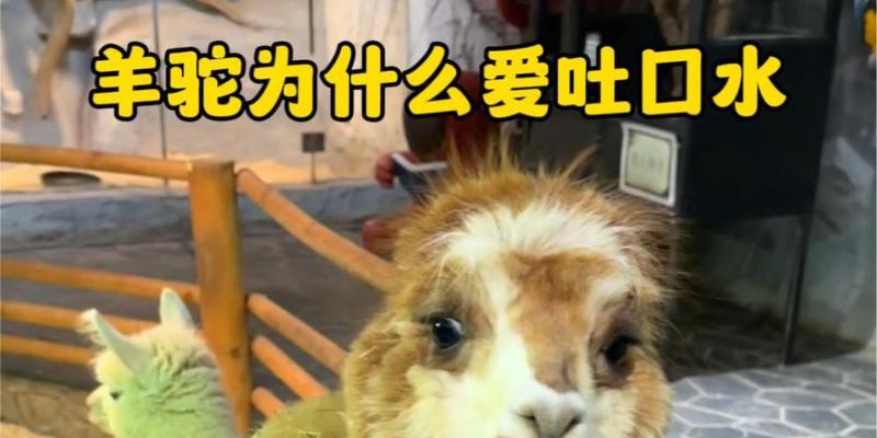 羊驼总是吐口水吗怎么回事？羊驼吐口水是正常现象吗？