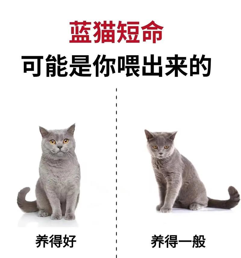 胖蓝猫吃什么猫粮？如何为胖蓝猫选择合适的猫粮？