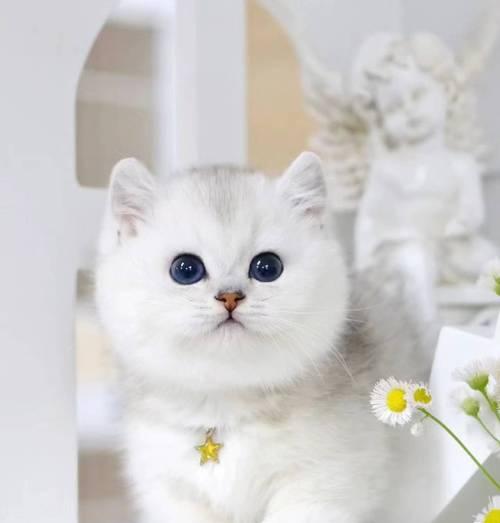 银渐层猫咪偏好的猫粮种类有哪些？
