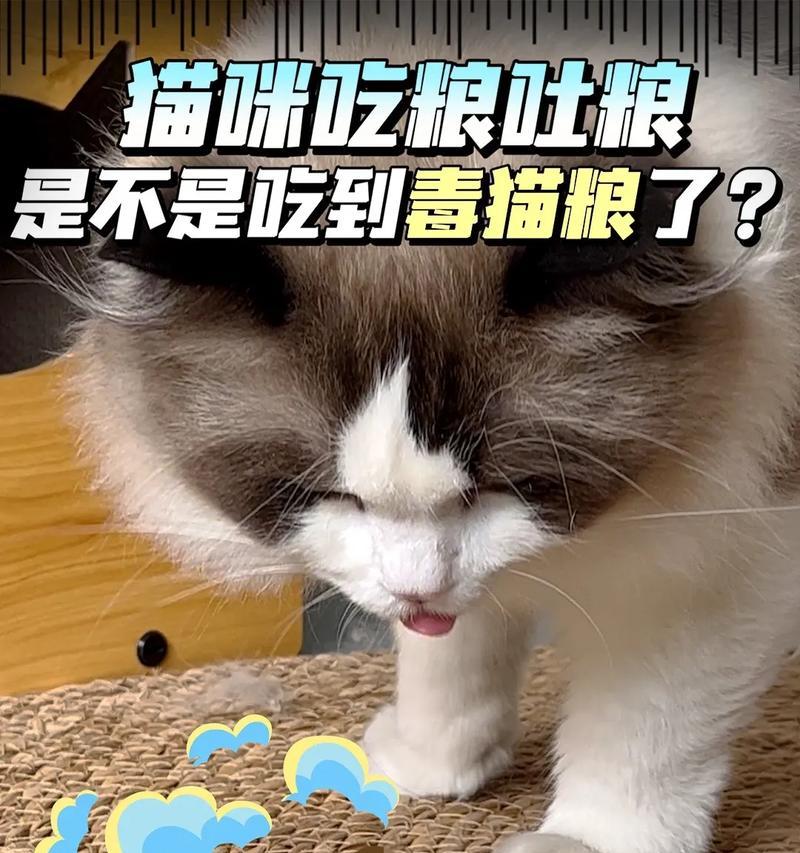 猫咪吃猫粮过多会怎样？