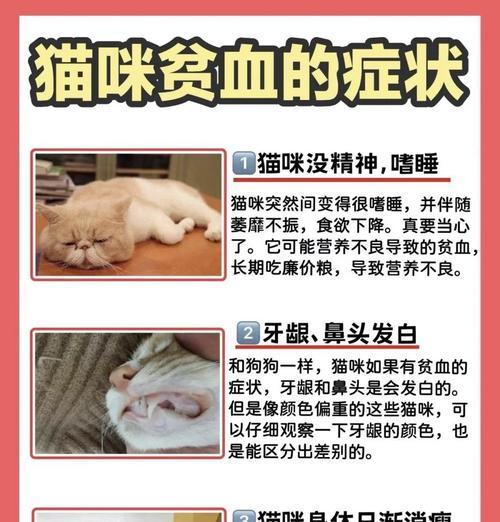 独居女孩吃猫粮生病的原因是什么？