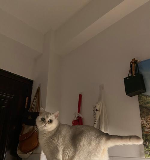 独居女孩吃猫粮生病的原因是什么？