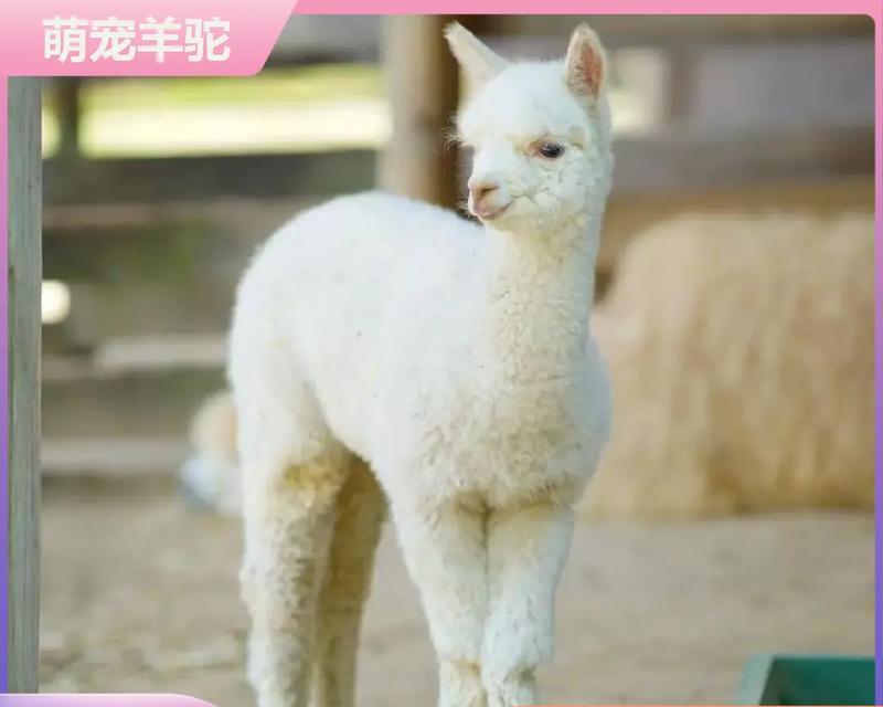 羊驼和马为何能混养？混养的利弊是什么？