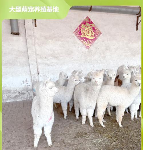 羊驼和马为何能混养？混养的利弊是什么？