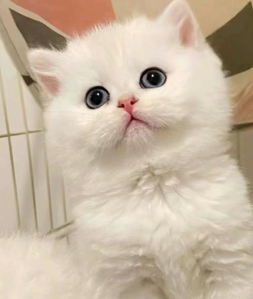刚满月的银渐层吃什么猫粮？幼猫猫粮的选择标准是什么？