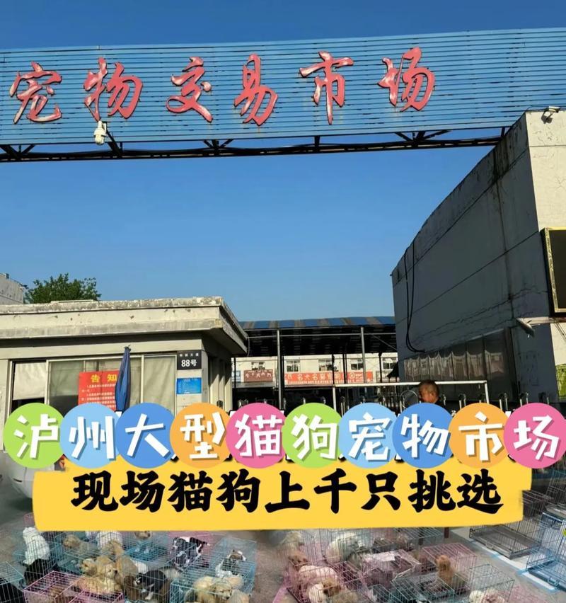 泸州哪里可以买到宠物狗？