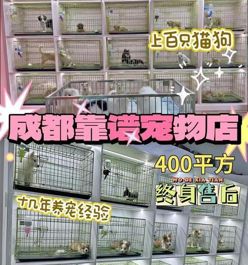 泸州哪里可以买到宠物狗？