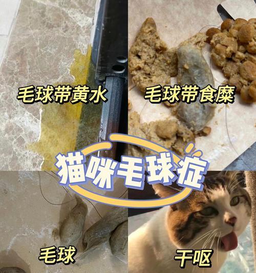 猫咪经常吐猫粮和毛球怎么办？可能的原因和解决方法是什么？