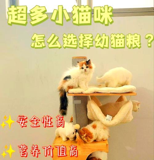邻居每天索要猫粮是否正常？背后的原因是什么？