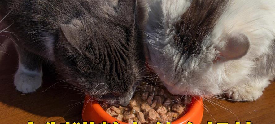 猫粮怎么制作空心的？制作空心猫粮的步骤是什么？