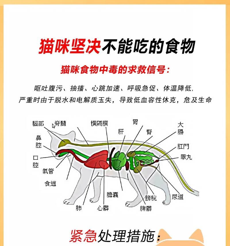 猫不吃猫粮只在饭后进食如何解决？