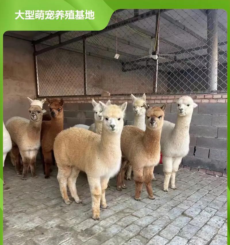 长得像哈基米的羊驼学名是什么？有何特点？