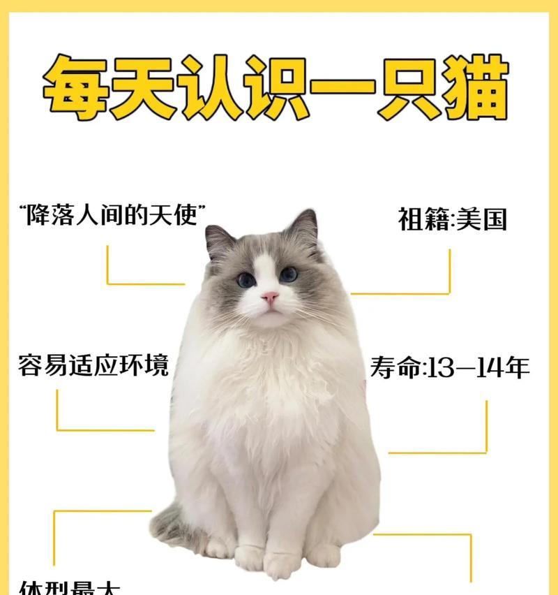 布偶猫不吃猫粮猫条怎么回事？可能的原因有哪些？