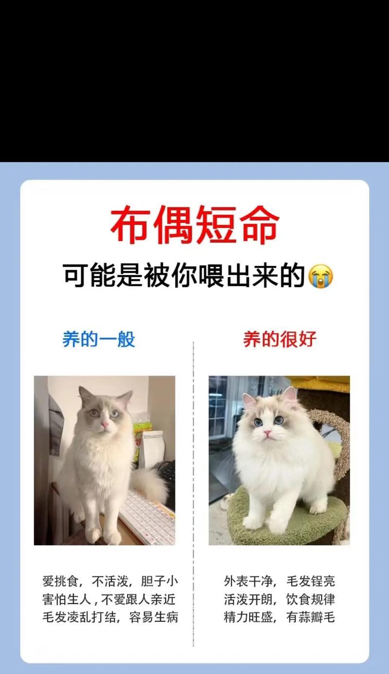 布偶猫不吃猫粮猫条怎么回事？可能的原因有哪些？