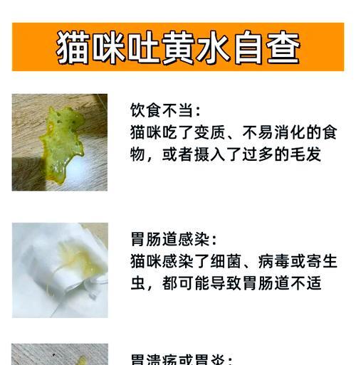 猫早晨吐猫粮黄水是什么原因？应该怎么办？